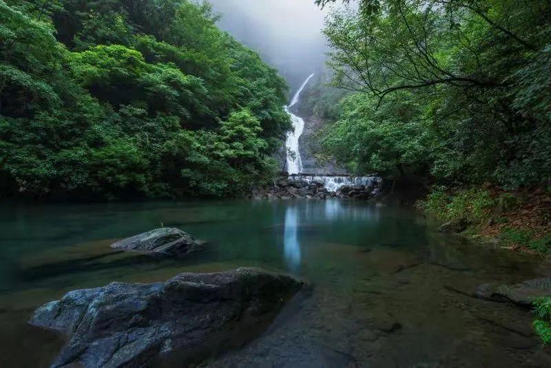 泡沫森林